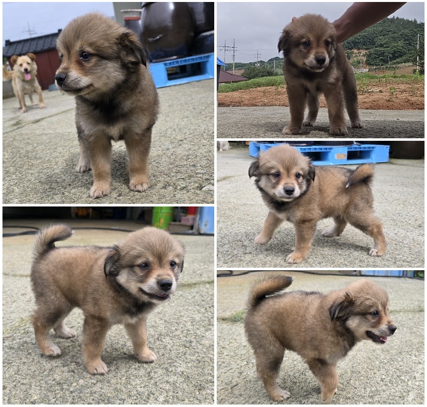 믹스견 이미지 파일 입니다.