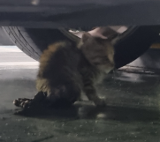 한국 고양이 이미지 파일 입니다.