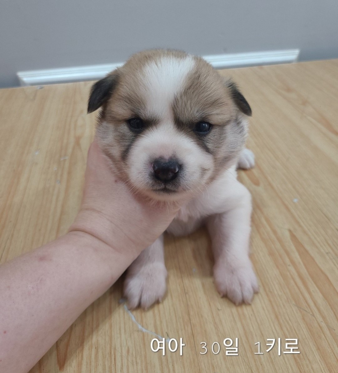 믹스견 이미지 파일 입니다.