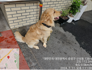 골든 리트리버 이미지 파일 입니다.