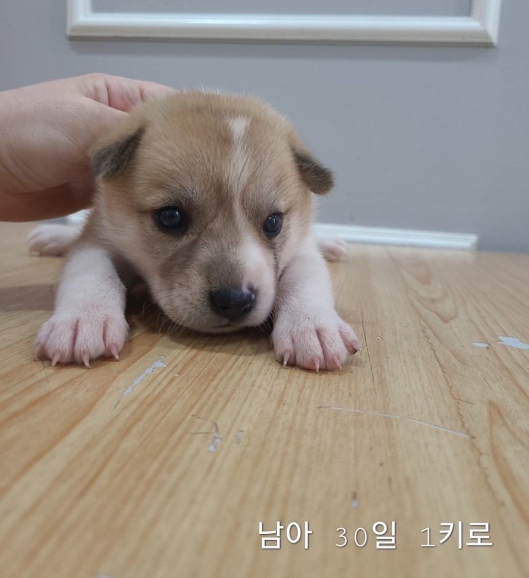 믹스견 이미지 파일 입니다.
