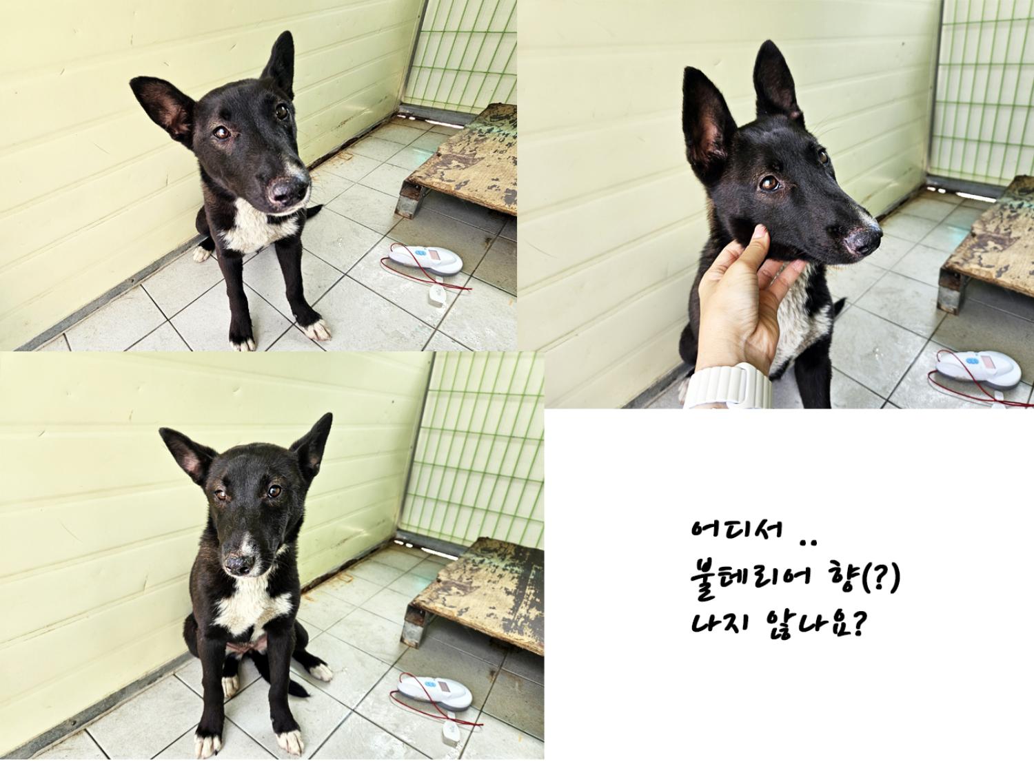 믹스견 이미지 파일 입니다.