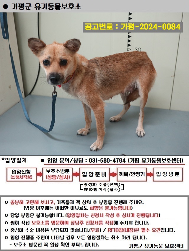 믹스견 이미지 파일 입니다.