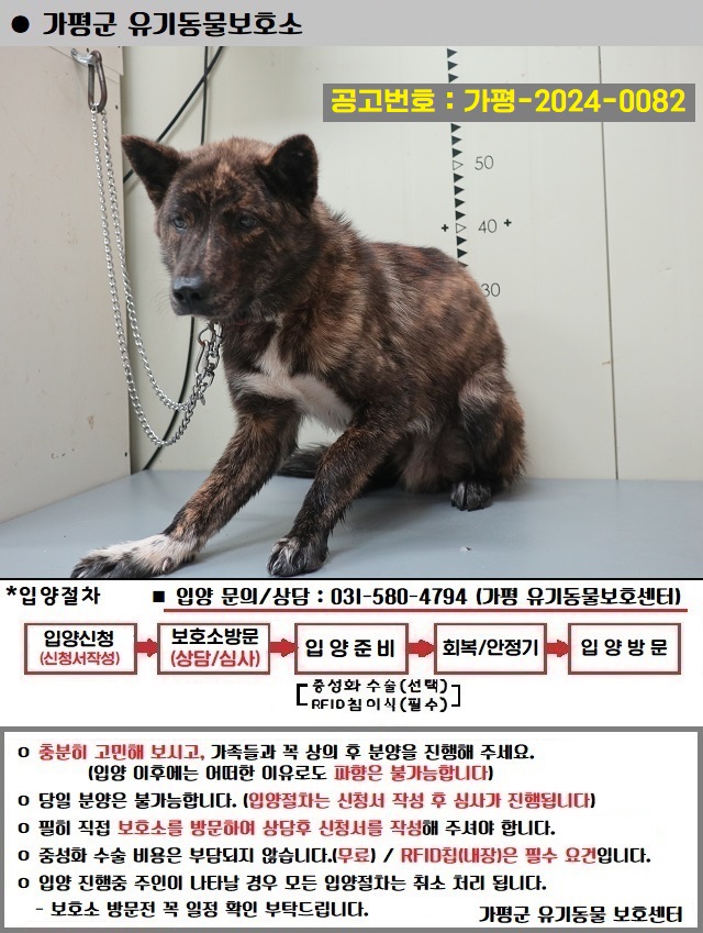 믹스견 이미지 파일 입니다.