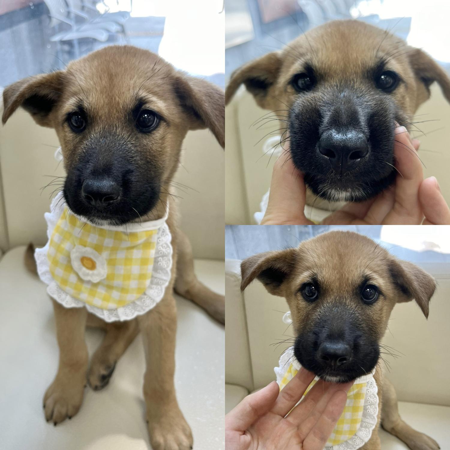 믹스견 이미지 파일 입니다.