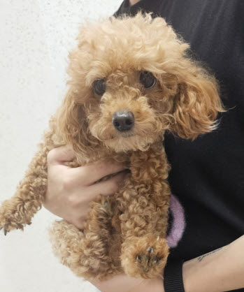 푸들 이미지 파일 입니다.