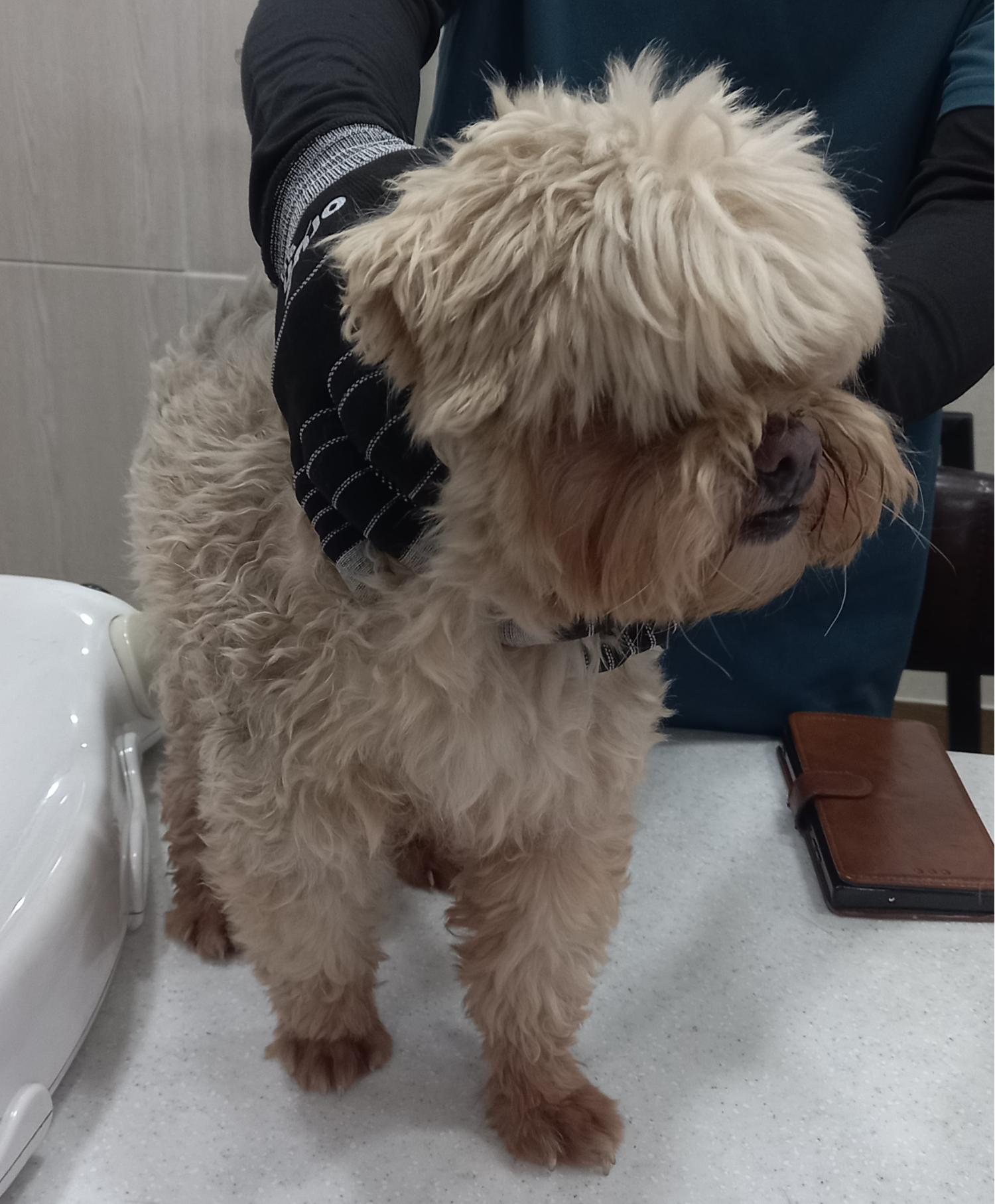 말티즈 이미지 파일 입니다.