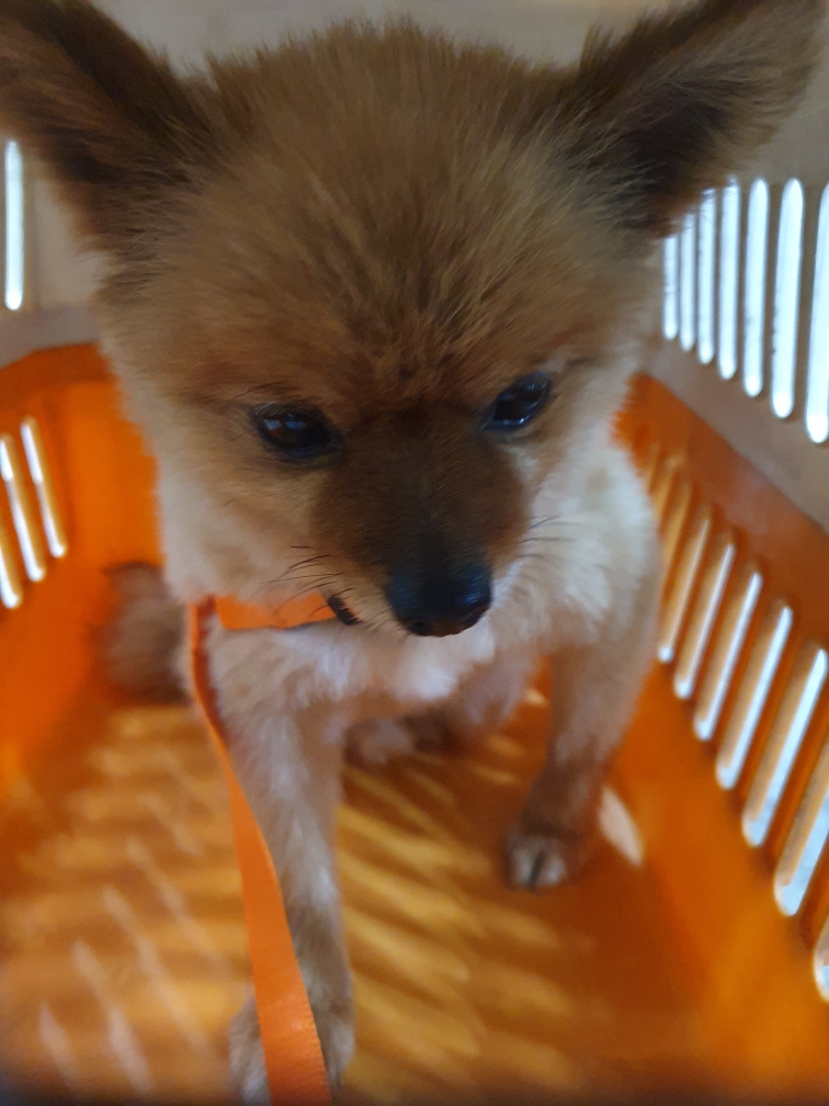 포메라니안 이미지 파일 입니다.