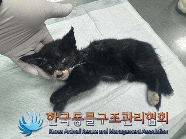 한국 고양이 이미지 파일 입니다.