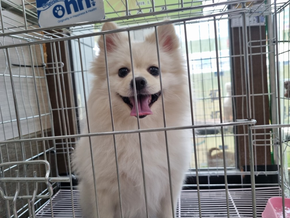 포메라니안 이미지 파일 입니다.
