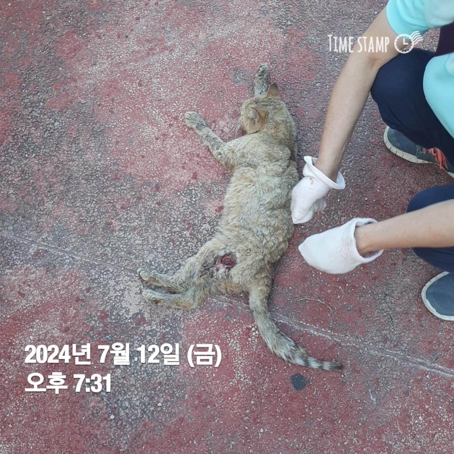 한국 고양이 이미지 파일 입니다.