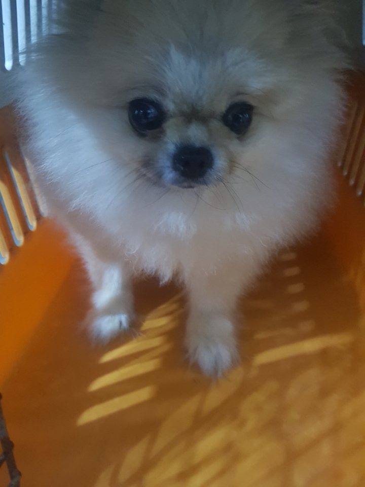 포메라니안 이미지 파일 입니다.