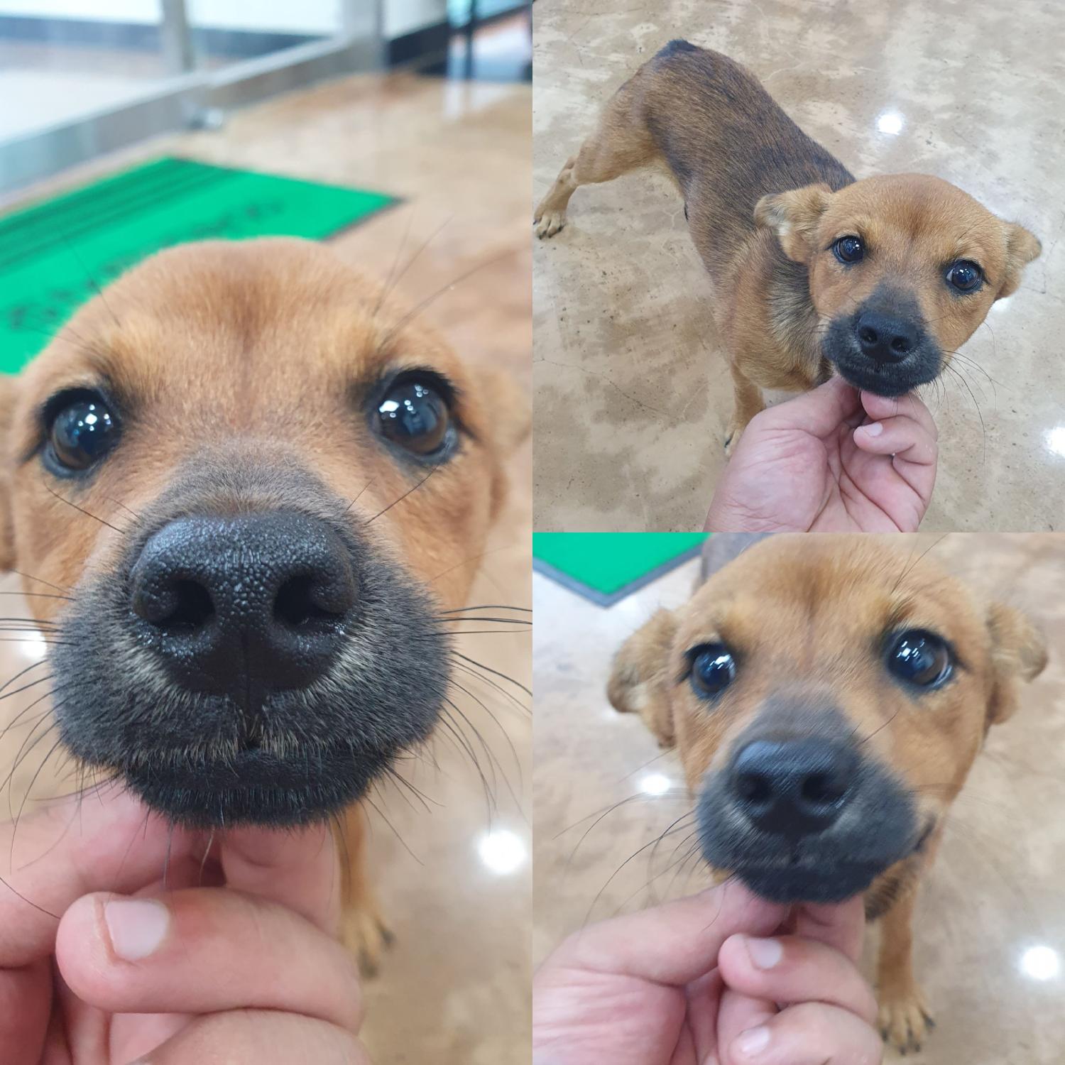 믹스견 이미지 파일 입니다.