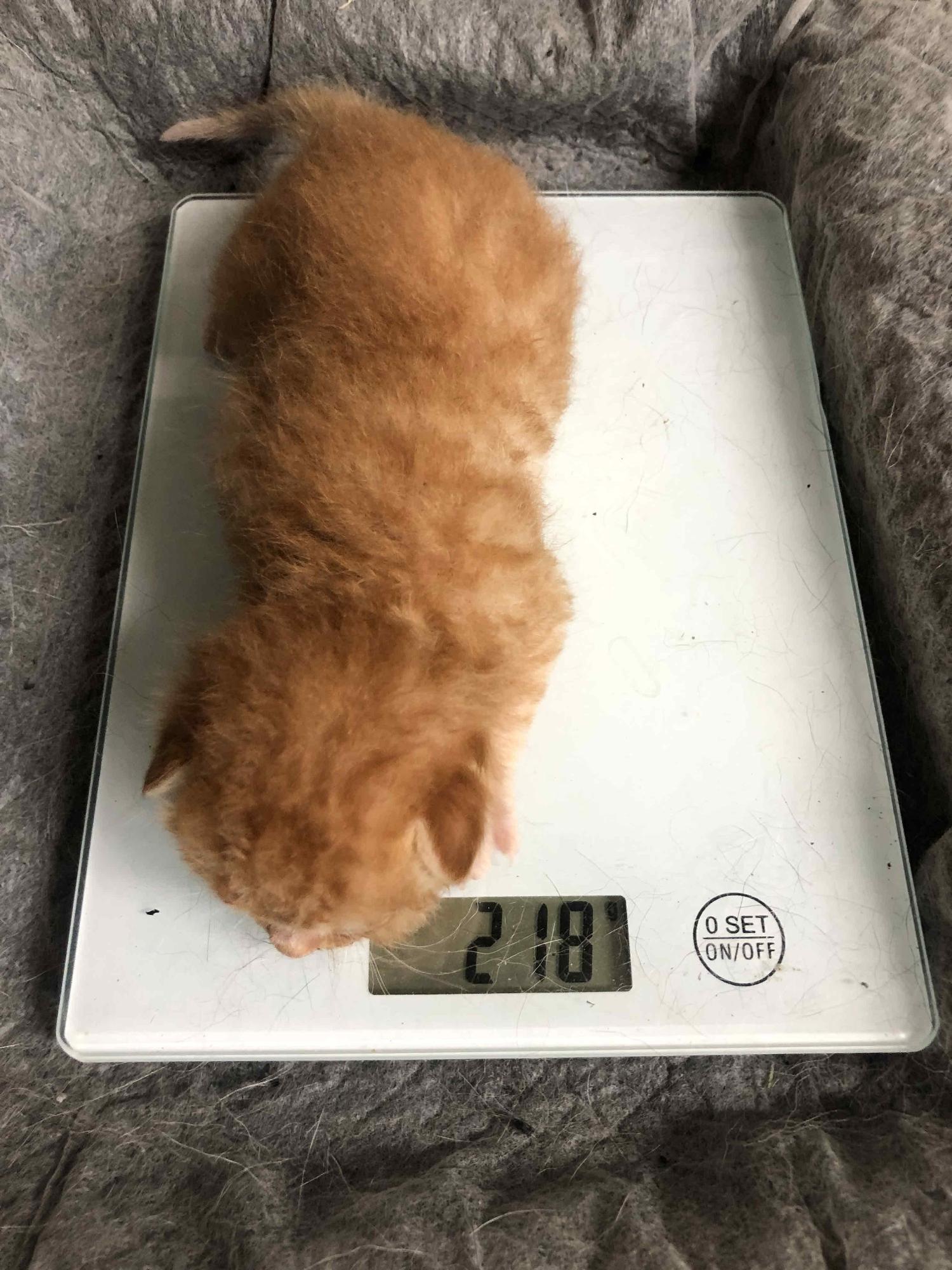 한국 고양이 이미지 파일 입니다.