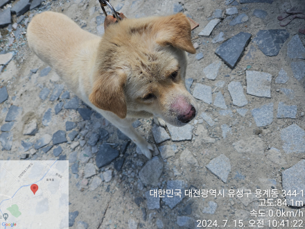 믹스견 이미지 파일 입니다.