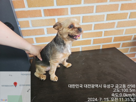요크셔 테리어 이미지 파일 입니다.