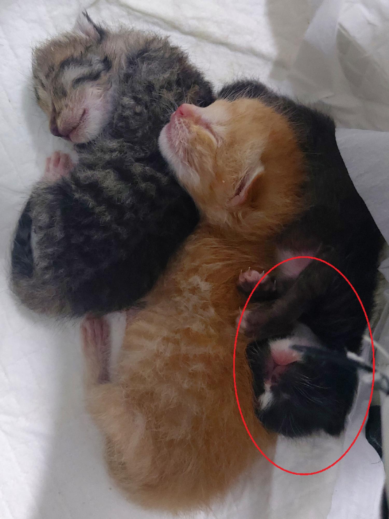 한국 고양이 이미지 파일 입니다.