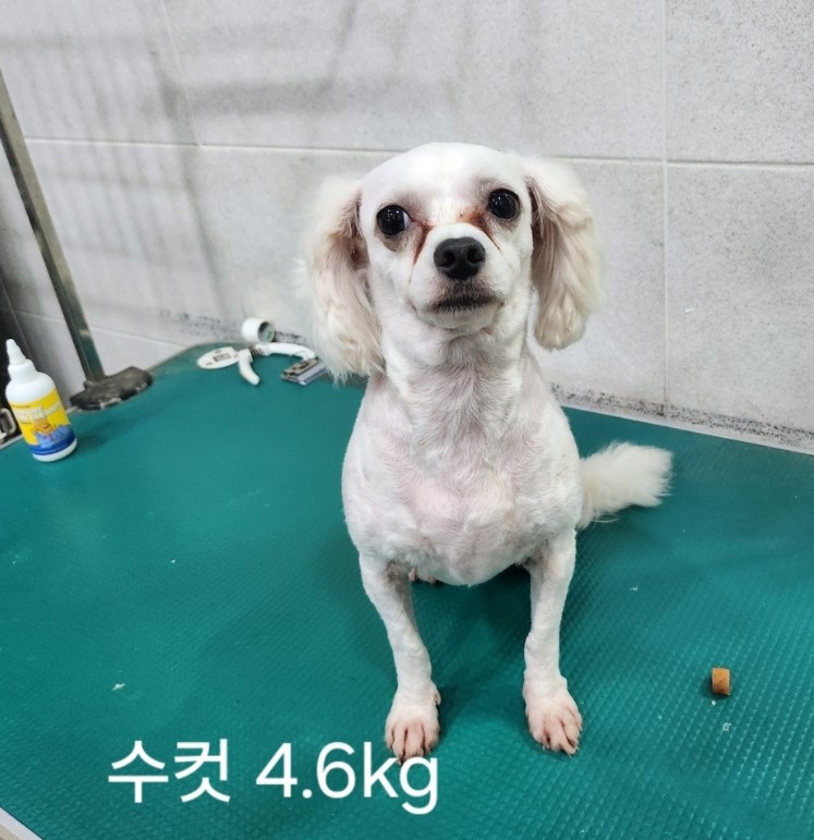 말티즈 이미지 파일 입니다.
