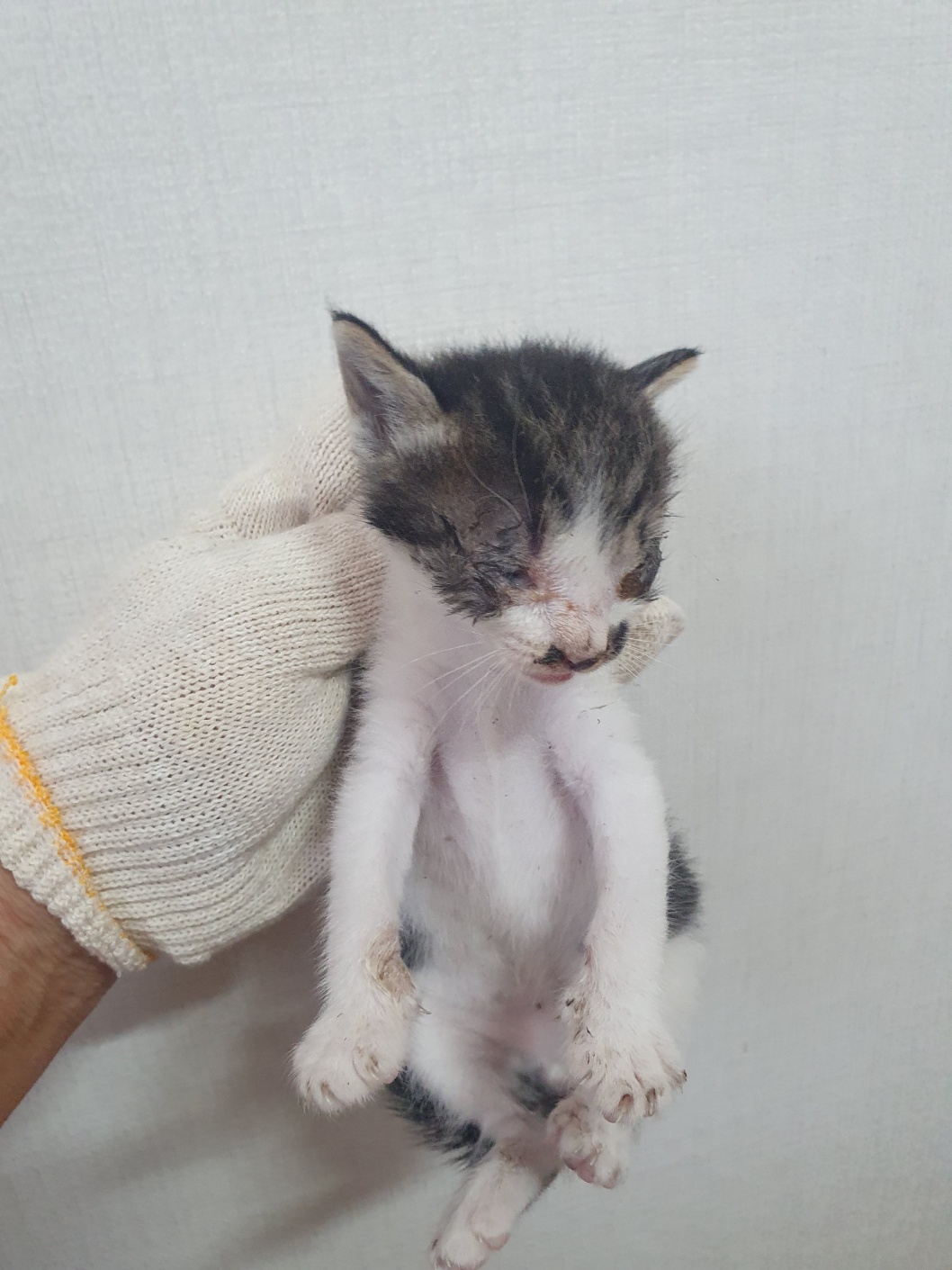 한국 고양이 이미지 파일 입니다.