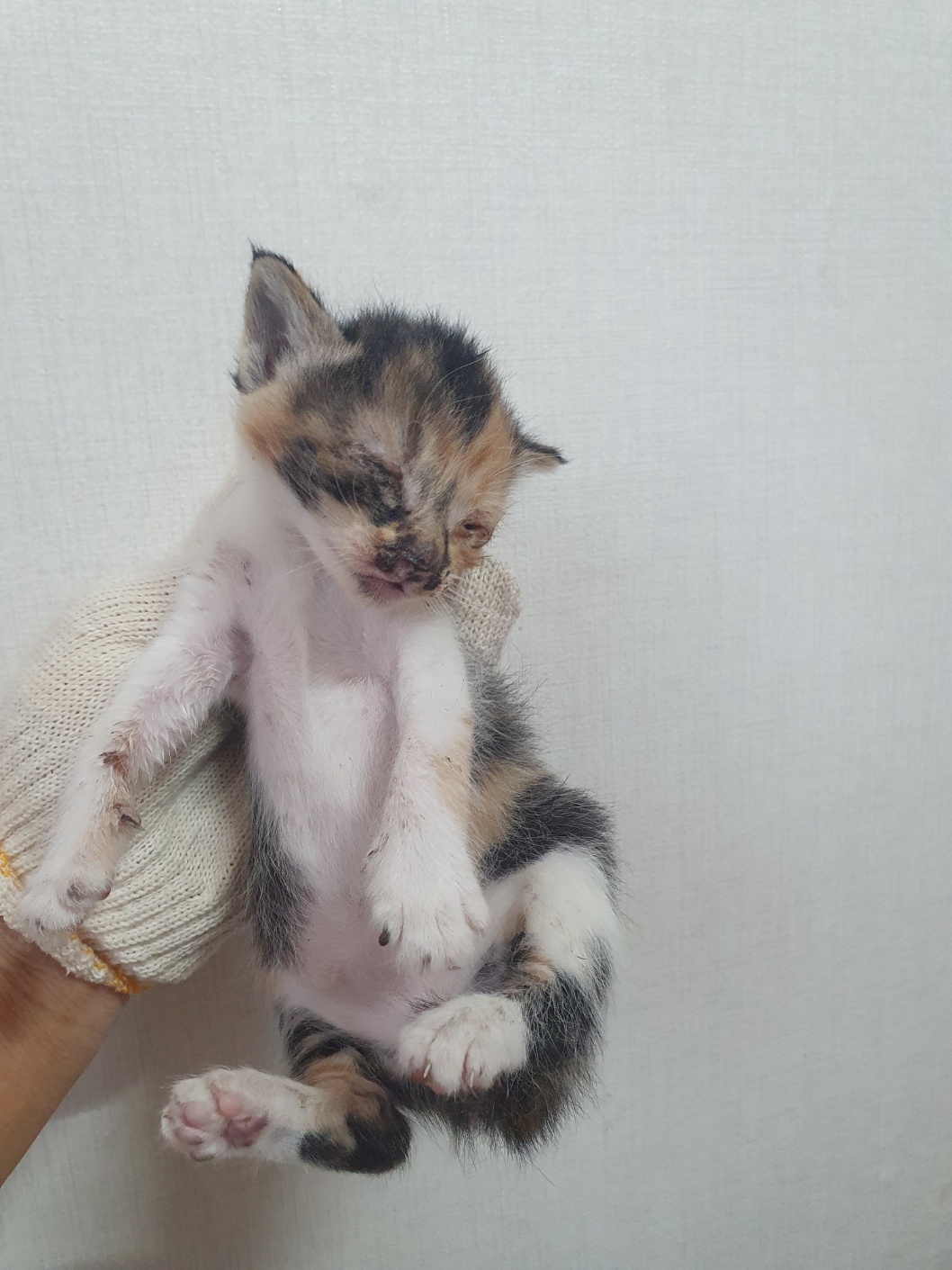 한국 고양이 이미지 파일 입니다.