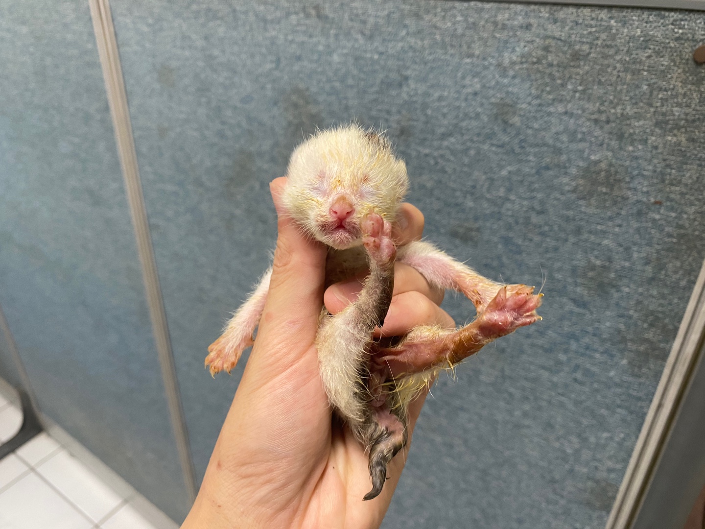 한국 고양이 이미지 파일 입니다.