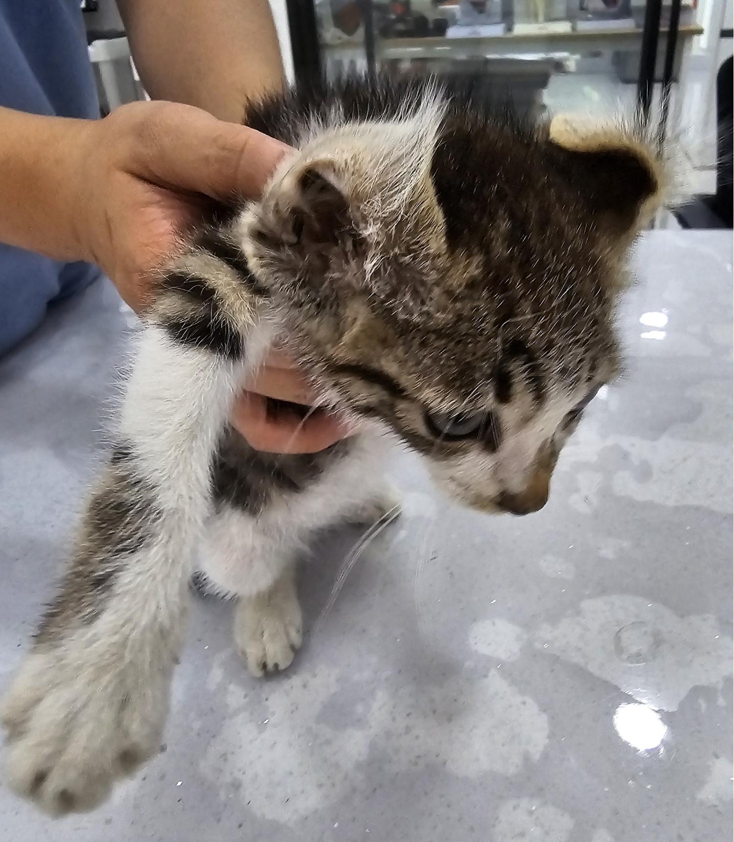 한국 고양이 이미지 파일 입니다.