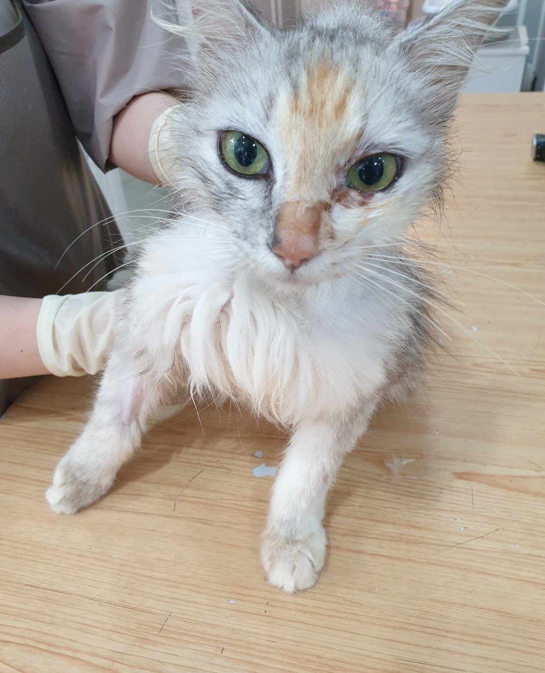 한국 고양이 이미지 파일 입니다.