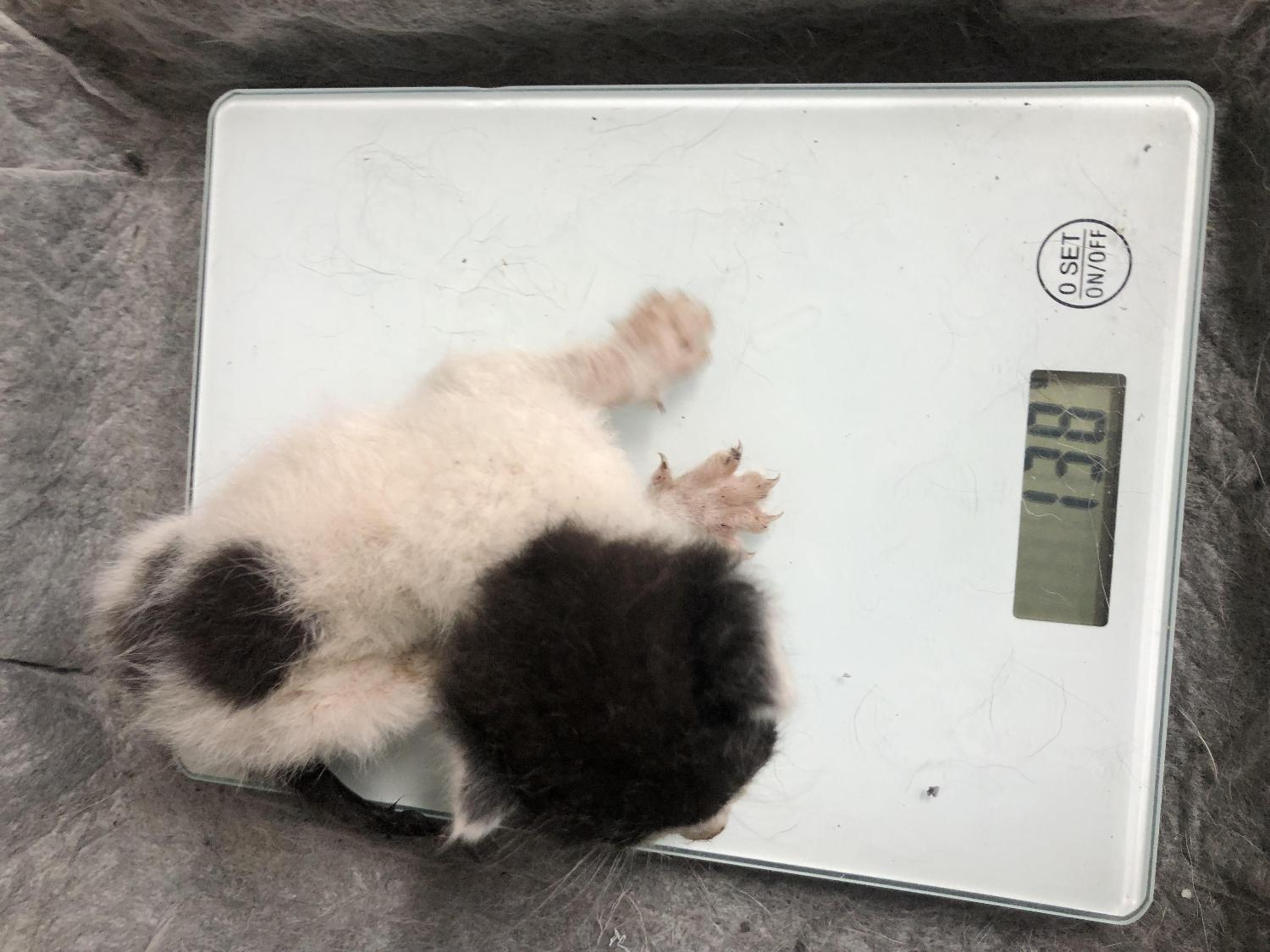 한국 고양이 이미지 파일 입니다.