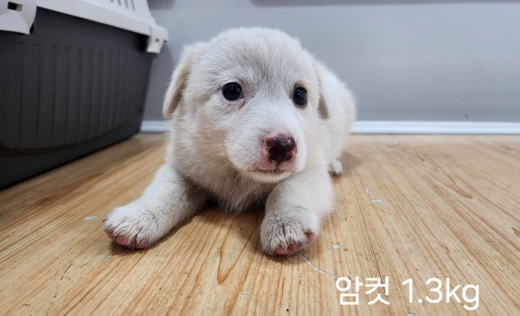 믹스견 이미지 파일 입니다.