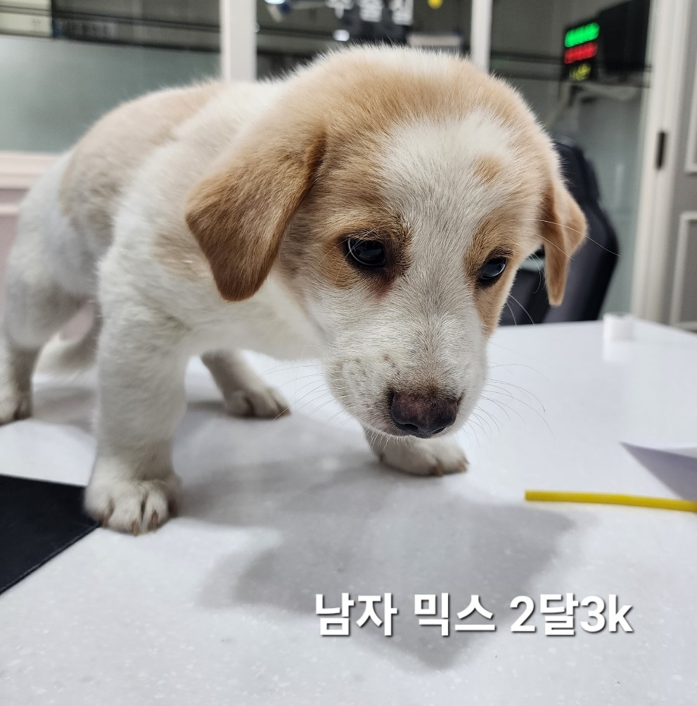 믹스견 이미지 파일 입니다.
