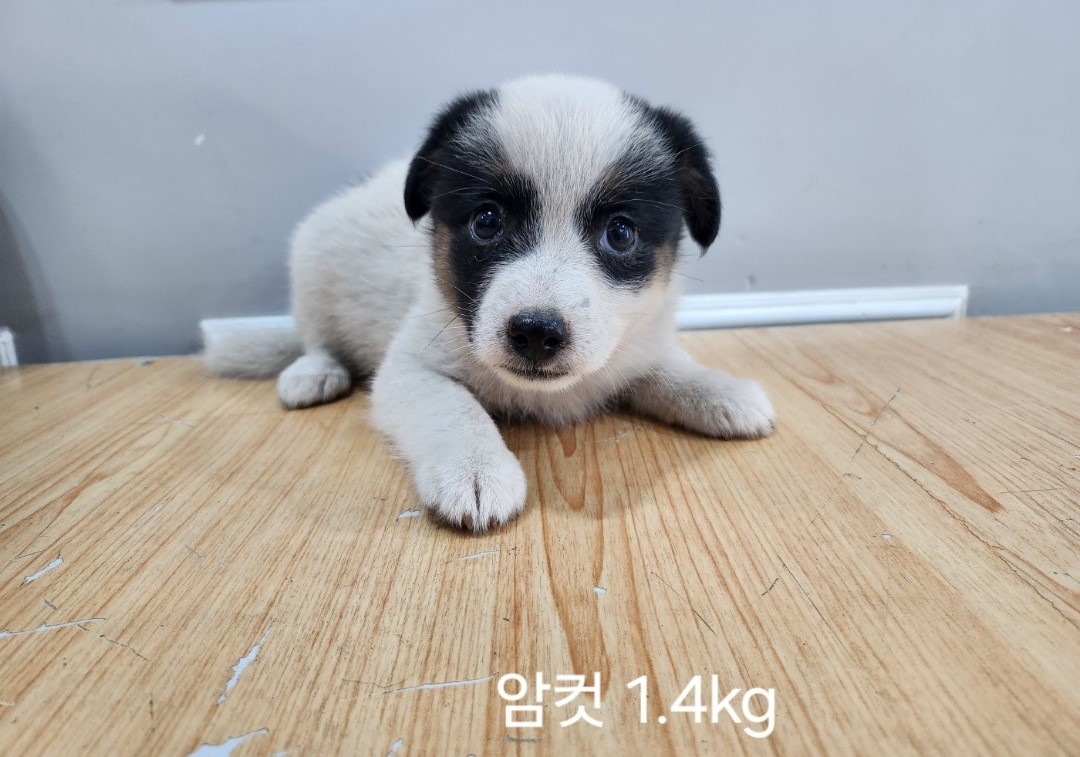 믹스견 이미지 파일 입니다.