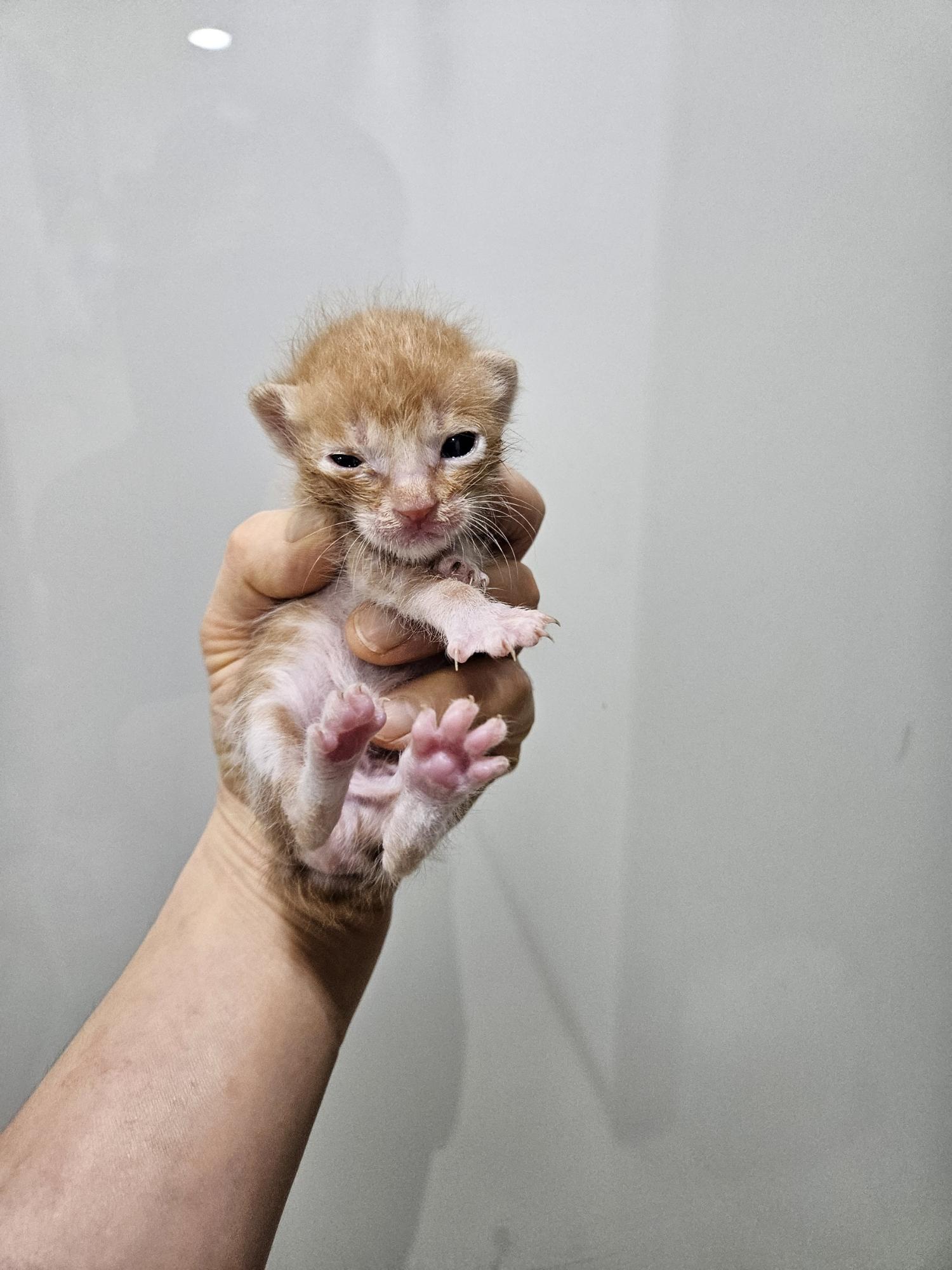한국 고양이 이미지 파일 입니다.