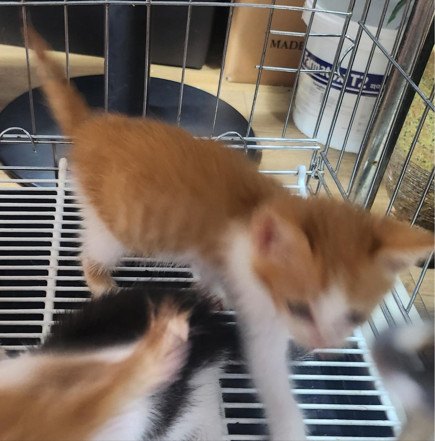 한국 고양이 이미지 파일 입니다.