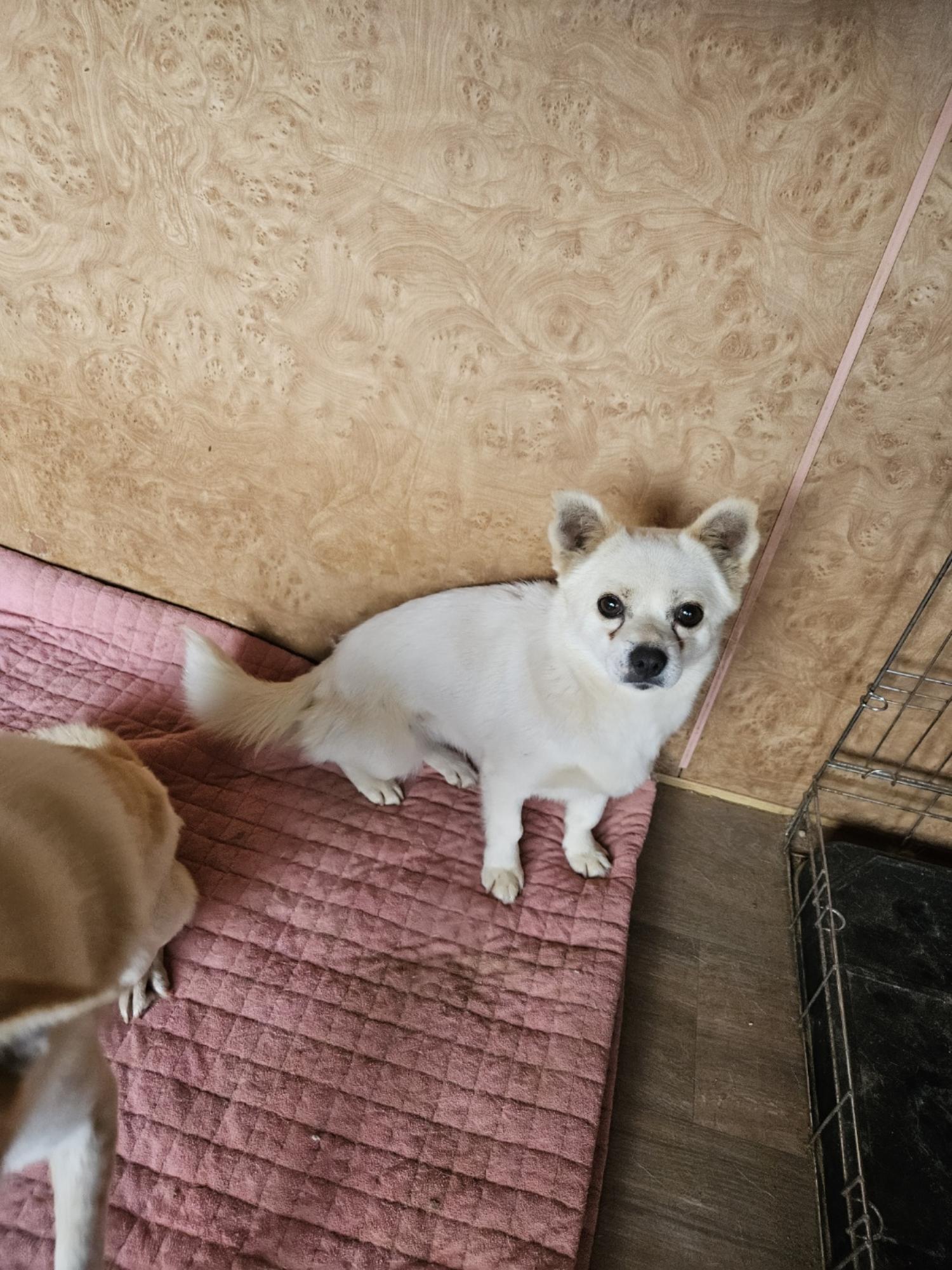 믹스견 이미지 파일 입니다.