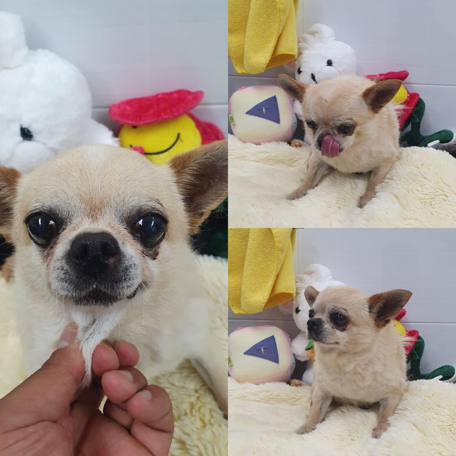 믹스견 이미지 파일 입니다.