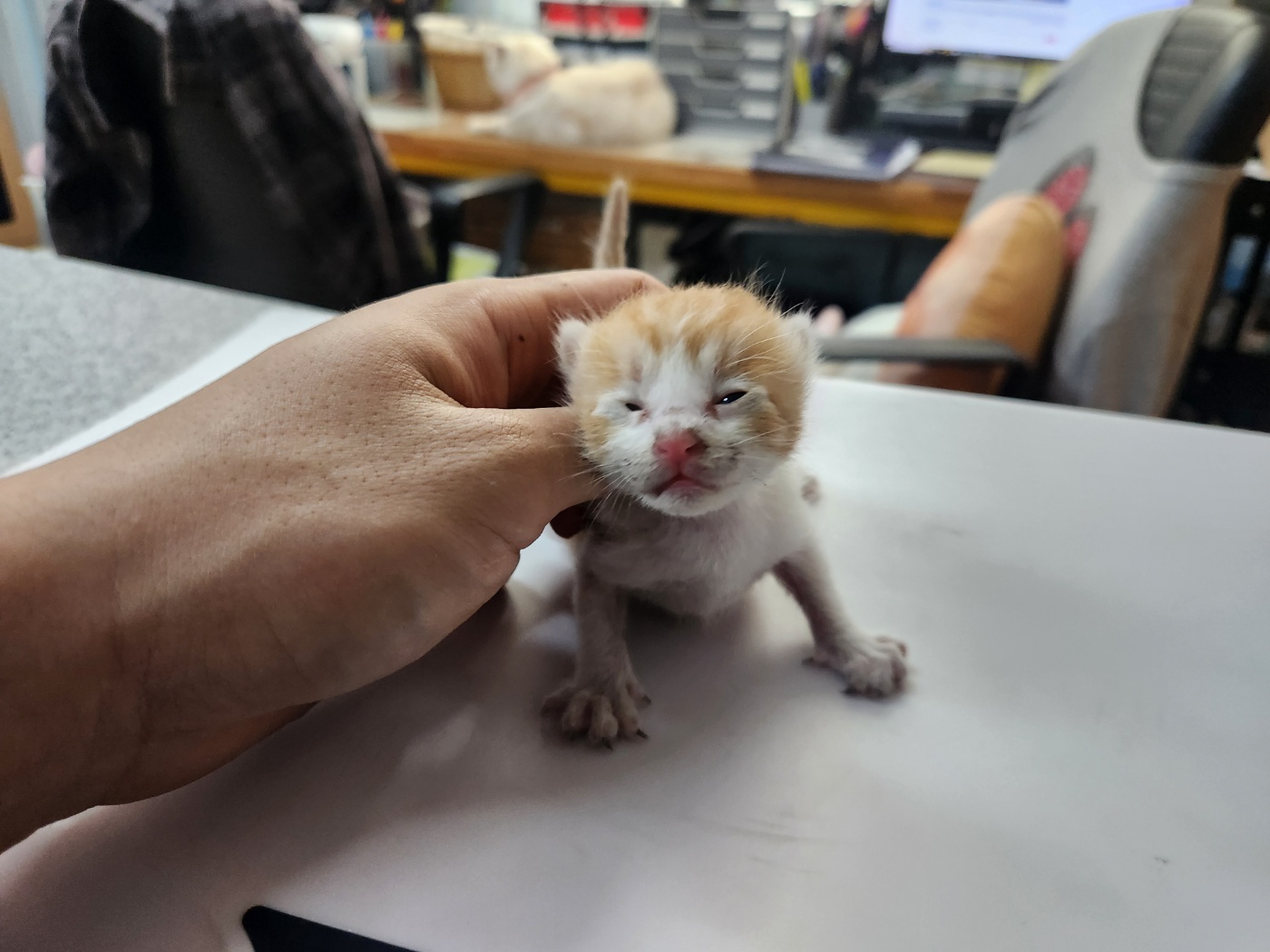 한국 고양이 이미지 파일 입니다.