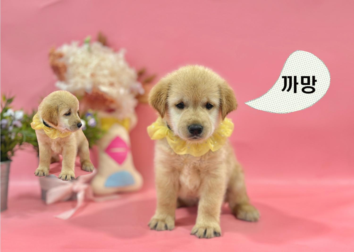 라브라도 리트리버 이미지 파일 입니다.