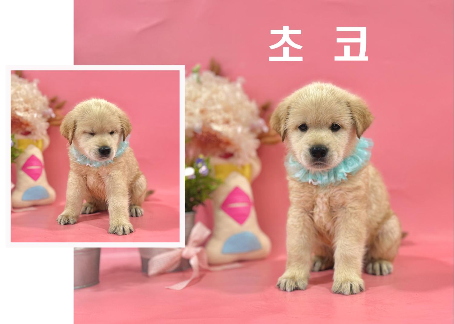 라브라도 리트리버 이미지 파일 입니다.