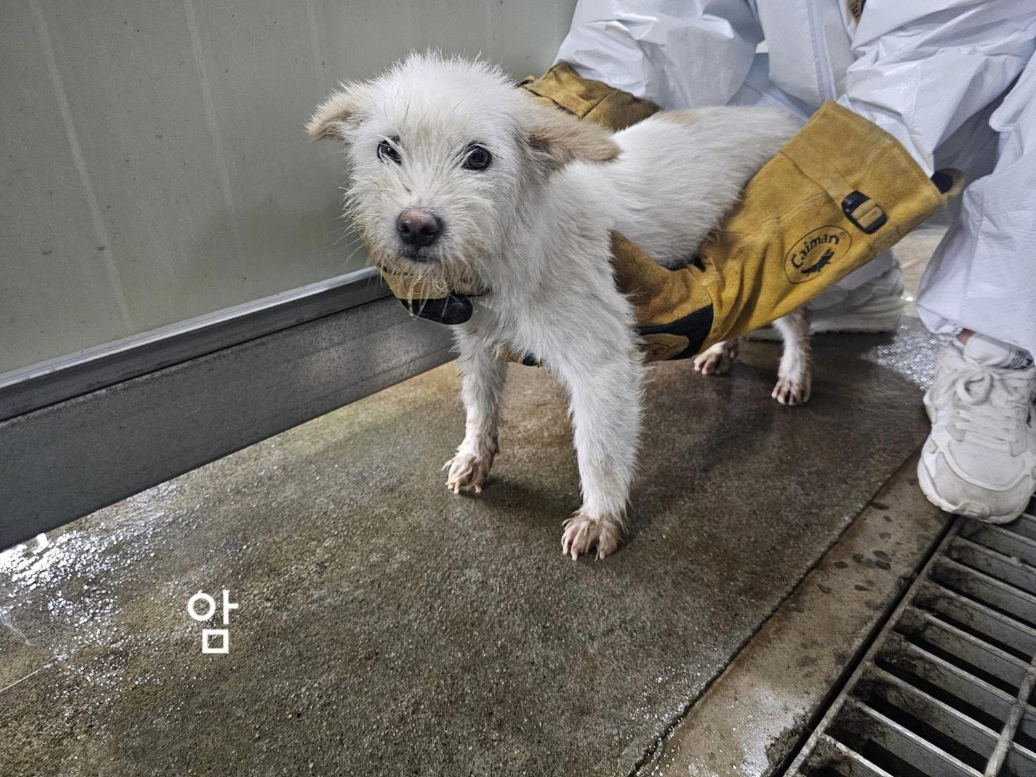 믹스견 이미지 파일 입니다.
