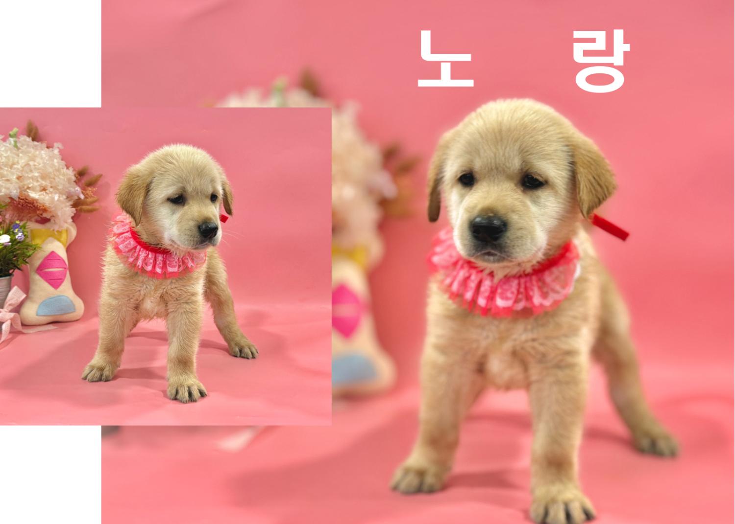 라브라도 리트리버 이미지 파일 입니다.