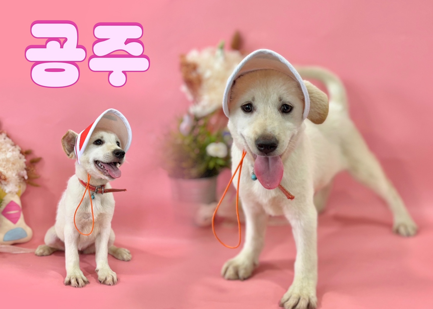 믹스견 이미지 파일 입니다.