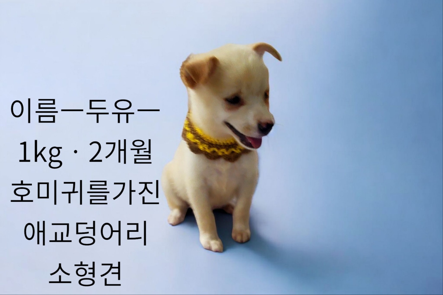 믹스견 이미지 파일 입니다.