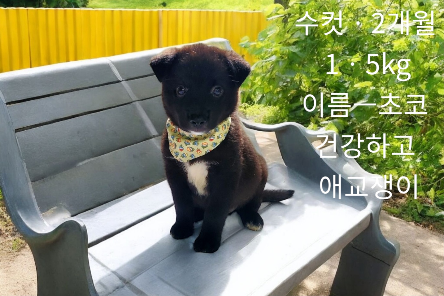 믹스견 이미지 파일 입니다.