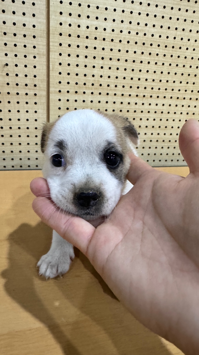 믹스견 이미지 파일 입니다.