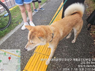 진도견 이미지 파일 입니다.