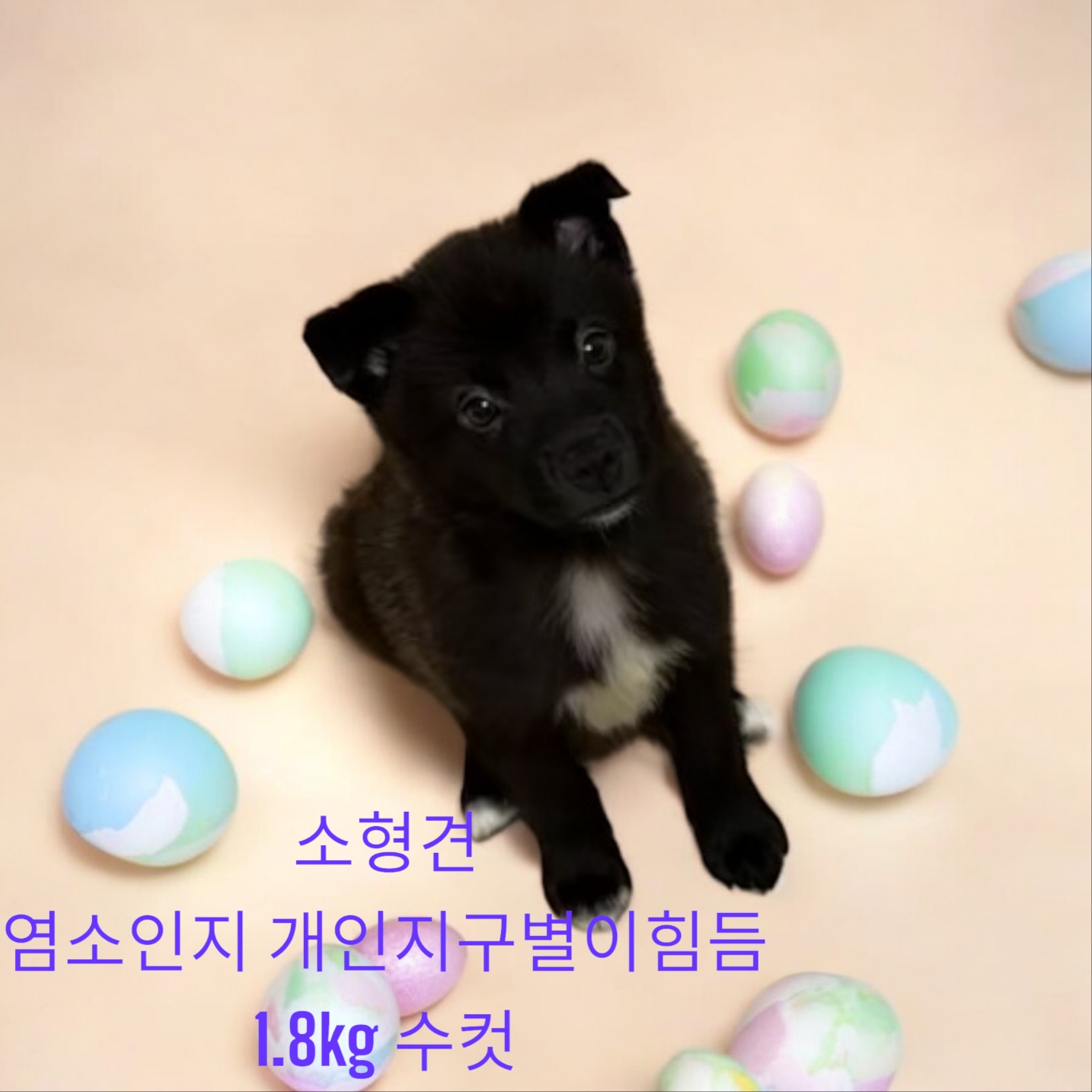 믹스견 이미지 파일 입니다.