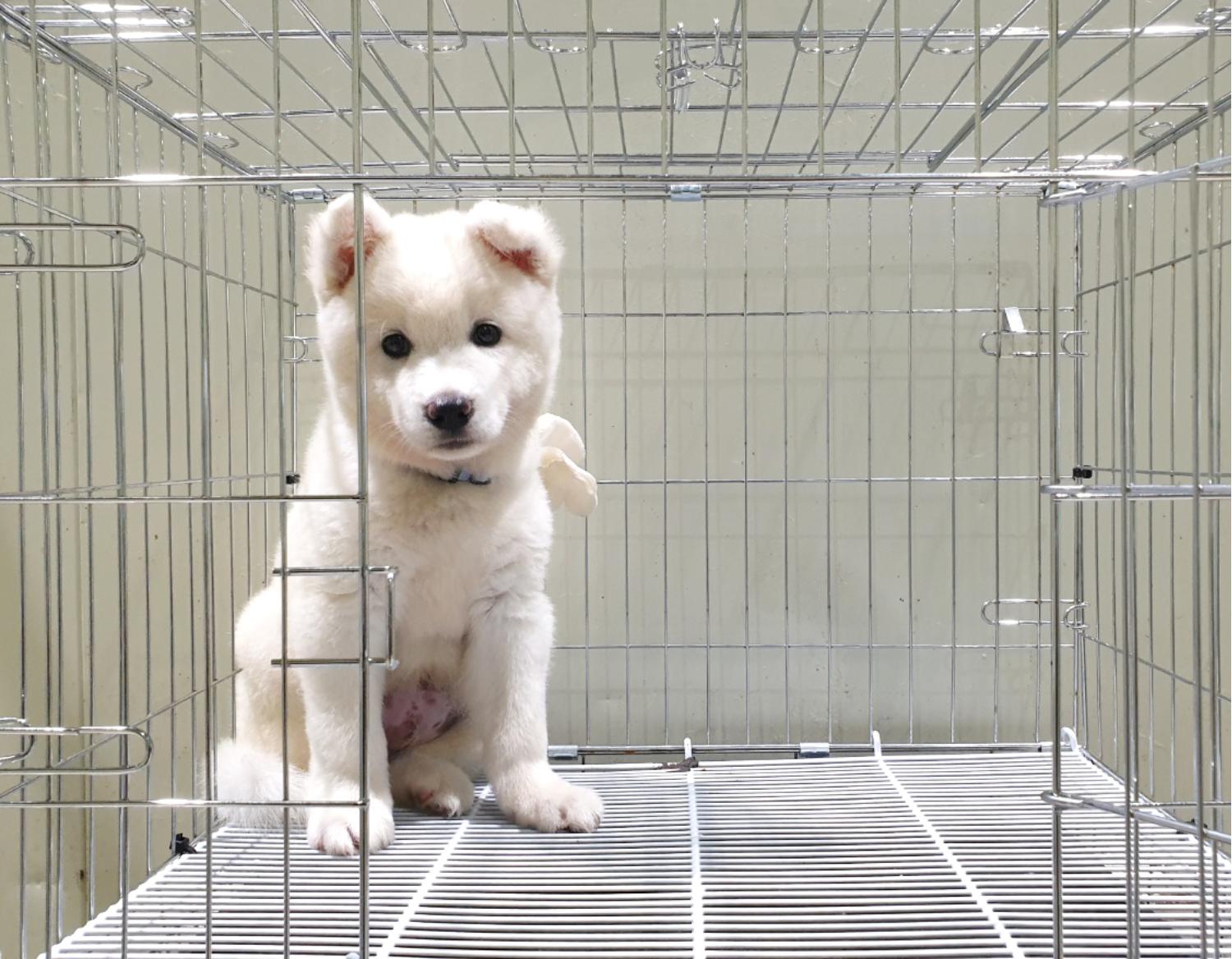 믹스견 이미지 파일 입니다.