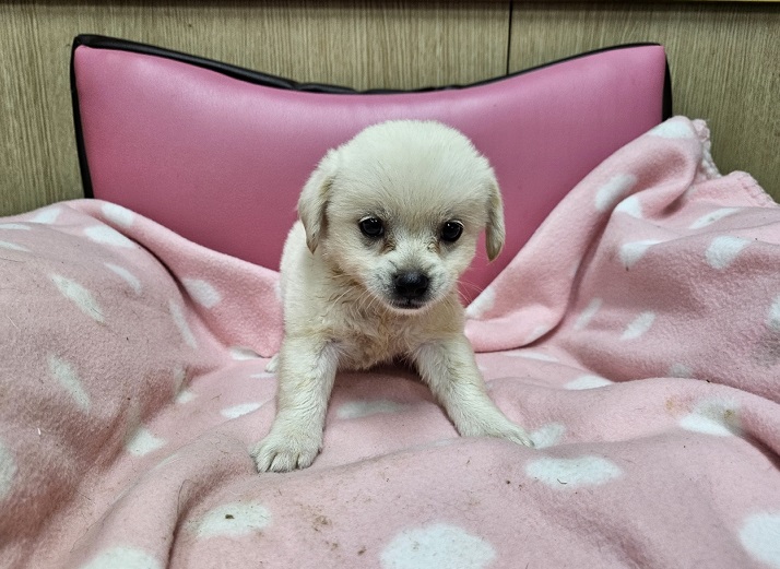 믹스견 이미지 파일 입니다.