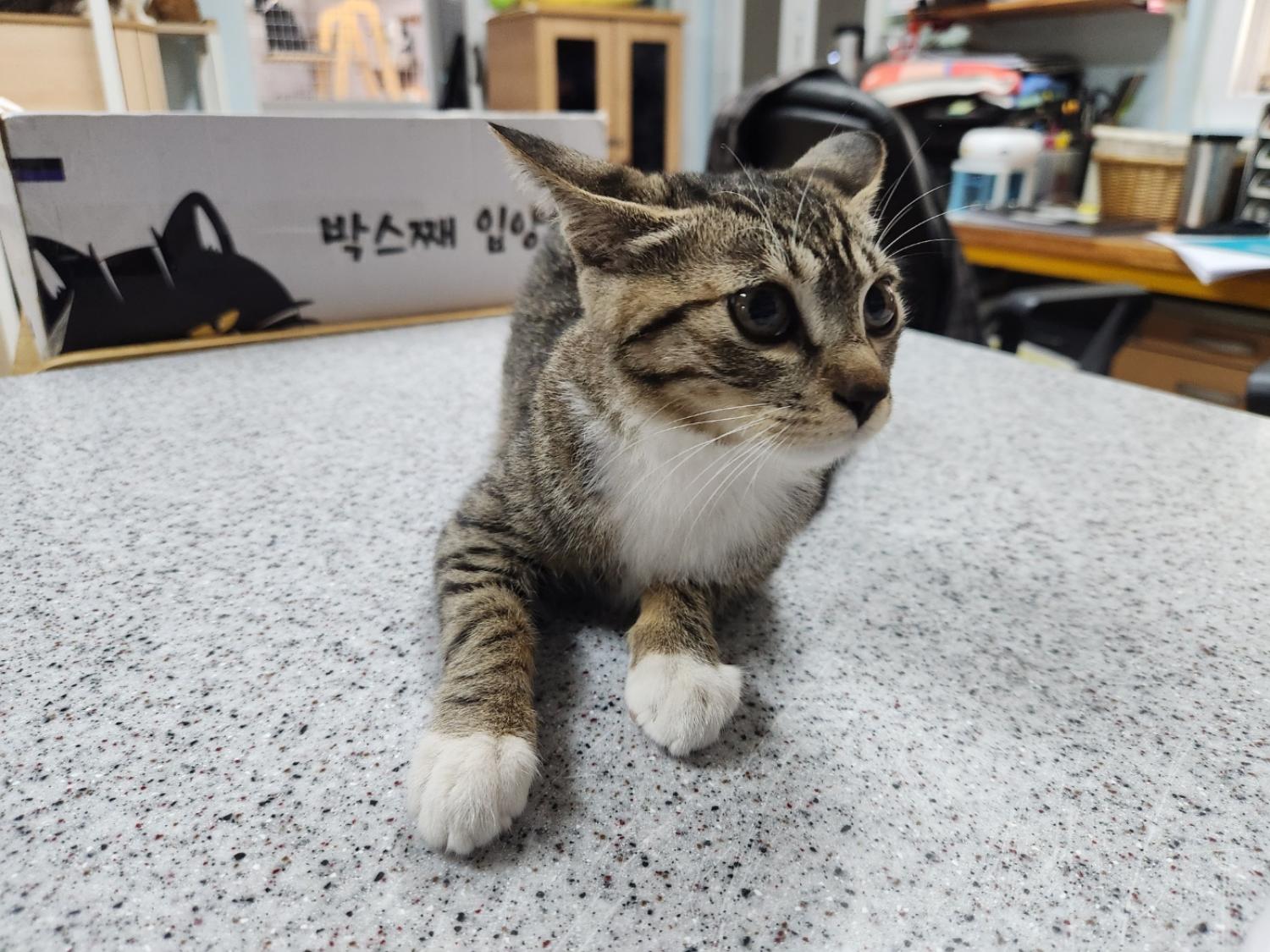 한국 고양이 이미지 파일 입니다.