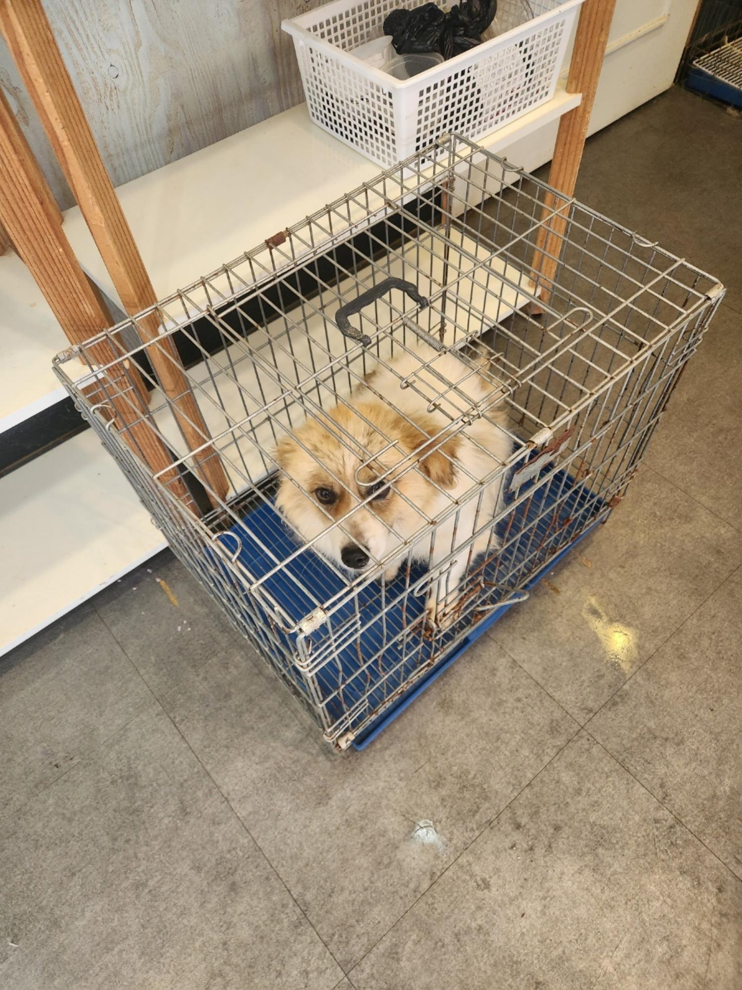 믹스견 이미지 파일 입니다.